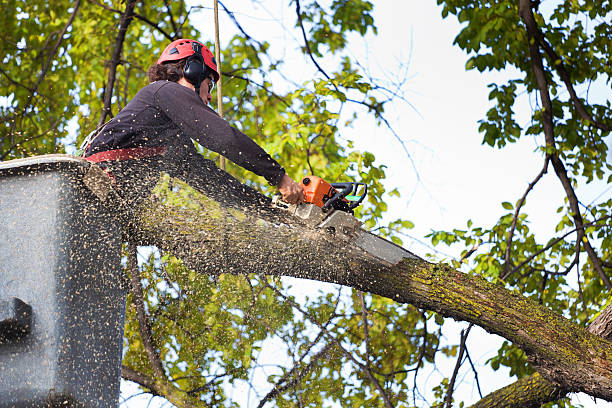 Tree and Shrub Care in Dover, FL